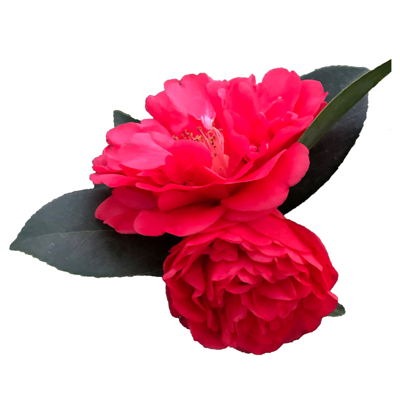 精品正宗四季茶花＋带花带花苞