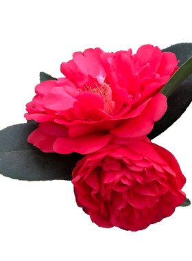 精品正宗四季茶花＋带花带花苞