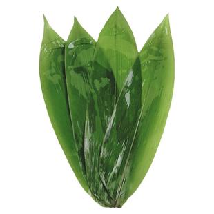 粽子叶新鲜野生大粽叶天然包粽子叶子棕叶干粽叶大号送绳新鲜粽叶