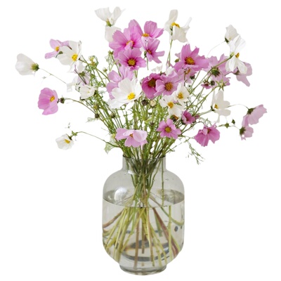 格桑花鲜花鲜切幸福花插花花束