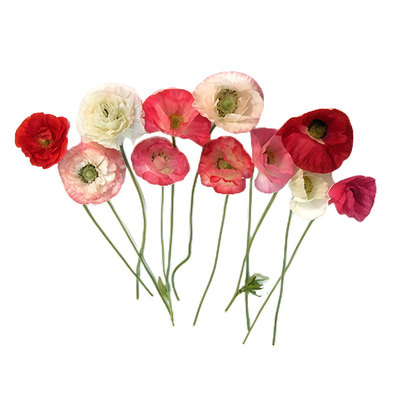 进口雪莉虞美人种子坠入爱河Falling in love复瓣切花盆栽春秋播