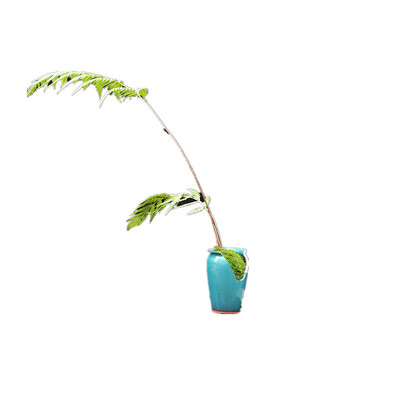 一叶撅蕨类植物室内盆栽禅意