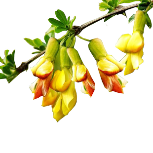 食用金雀花树苗盆栽黄金雀阳台庭院种植南雀耐寒植物阳雀花锦鸡儿