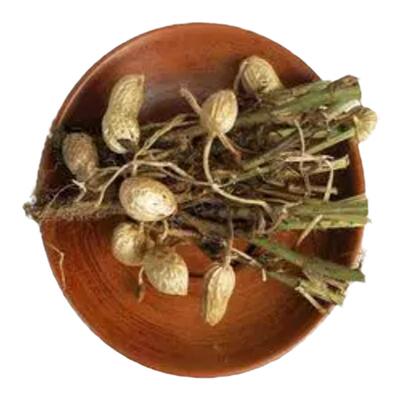 新鲜花生根长高食物煲汤料花生叶