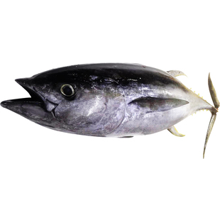 金枪鱼新鲜整条刺身黄鳍蓝旗中落大腹冷冻肉排鲜活大目生鱼片大脂