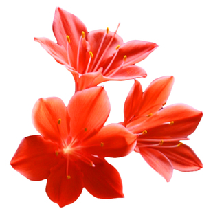 红心紫根兰盆栽植物花卉石蒜科红花垂筒室内绿植好养满50元包邮