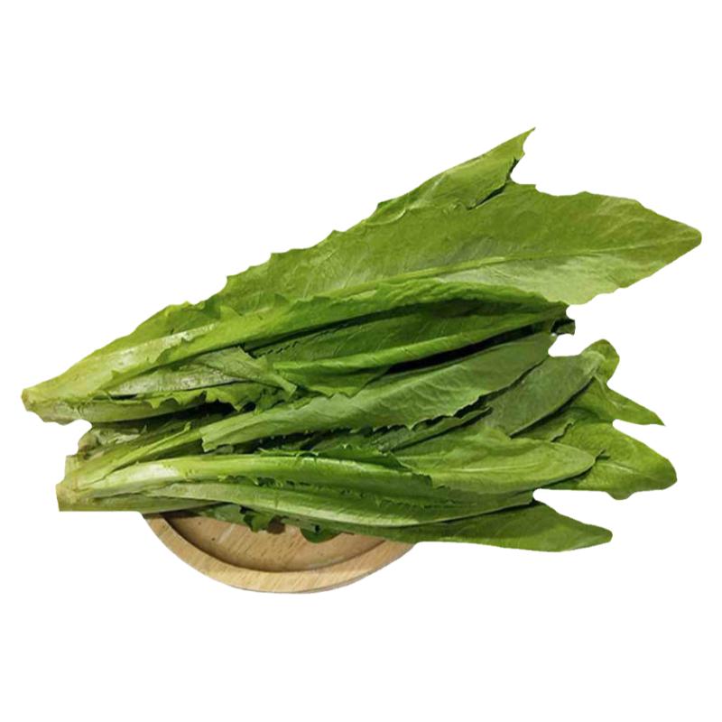 欧兰清香冬季罐装油麦菜种子