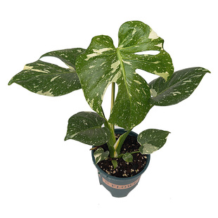 伴兮 洒金龟背竹大颗耐阴黄锦天南星科观叶绿植白龟办公室内植物