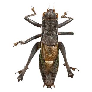 大号新脱平谷叫蝈蝈野生铁蝈蝈鸣虫过冬翠绿蝈蝈山青蝈蝈活虫活物