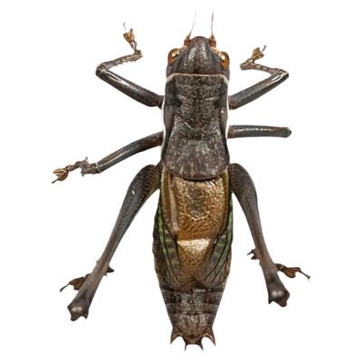 大号新脱平谷叫蝈蝈野生铁蝈蝈