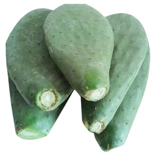 仙人掌盆栽可食用无刺仙人掌绿植中药米邦塔新鲜美容厚仙人掌盆栽