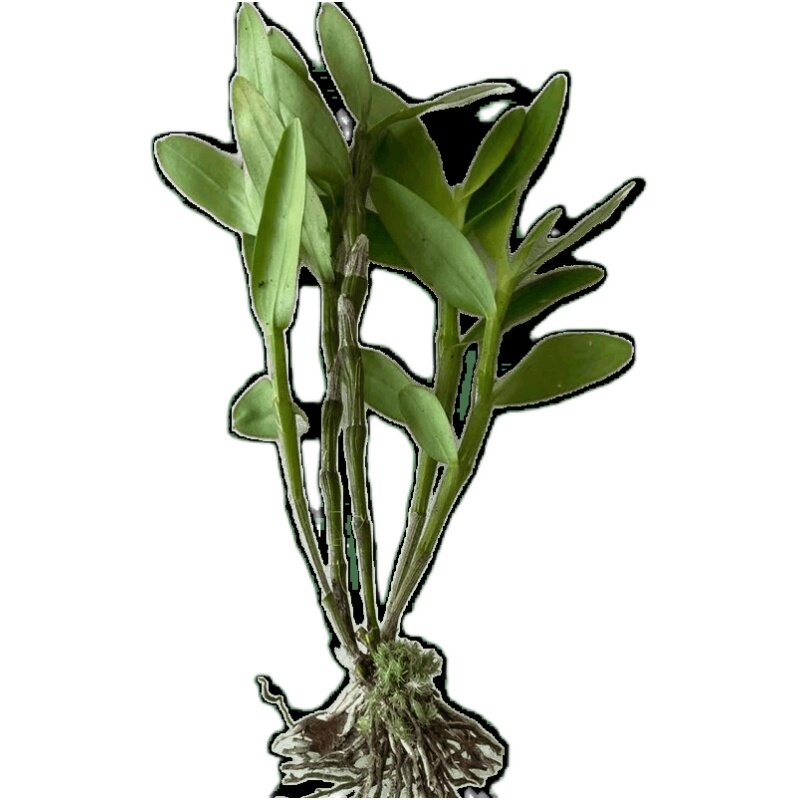 赤水金钗石斛白花素钗新鲜苗
