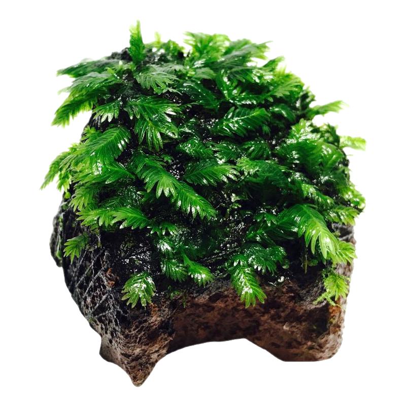水族箱鱼缸装饰活体水草绿菊金鱼藻蜈蚣草羽裂坨草水榕沉木造景