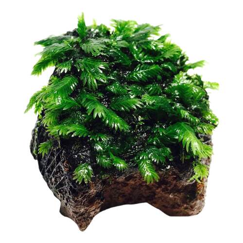 水族箱鱼缸装饰活体水草绿菊金鱼藻蜈蚣草羽裂坨草水榕沉木造景