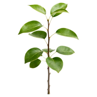 堂梨树苗盆景杜梨苗海棠梨树嫁接