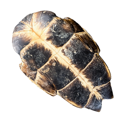 龟板中药材龟甲500克包邮正品