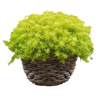 金叶过路黄盆栽 翠云草 佛甲草情人草苗中华景天地被常绿植物好养