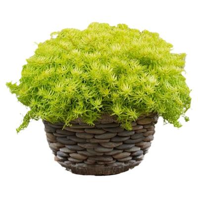 基地直发耐寒耐热绿化佳品