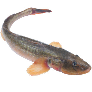 鲜活沙光鱼海鲶鱼扔巴鱼赛龙鱼1斤3-4条新鲜小龙鱼连云港海鲜水产