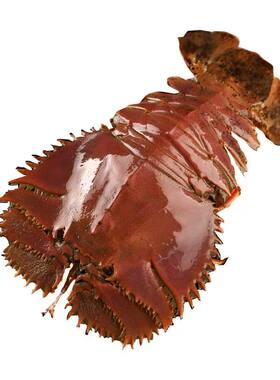 琵琶虾新货鲜冻九齿扇虾海鲜虾姑