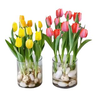 郁金香种球种子可水培土培四季盆栽花苞鲜花花束阳台室内大球批发