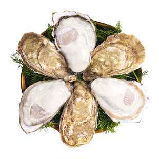 灯塔水母贝司令鲜活乳山生蚝大蚝净重新鲜牡蛎海蛎子海鲜水产