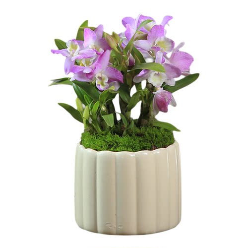 石斛兰盆栽带花苞粉花春石斛室内桌面绿植办公室装饰花卉植物摆件