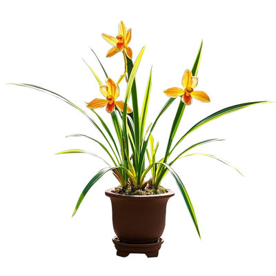 兰花苗金边建兰红四方名贵盆栽花卉植物浓香型兰草国兰带香味净化