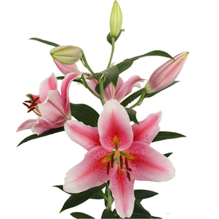 多个OT喇叭香水百合种球进口百合花种子球根四季易种多年生花卉