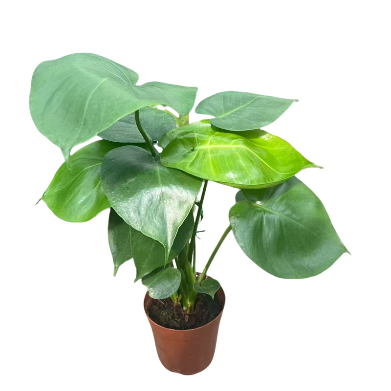 水培龟背竹土培植物水培花卉