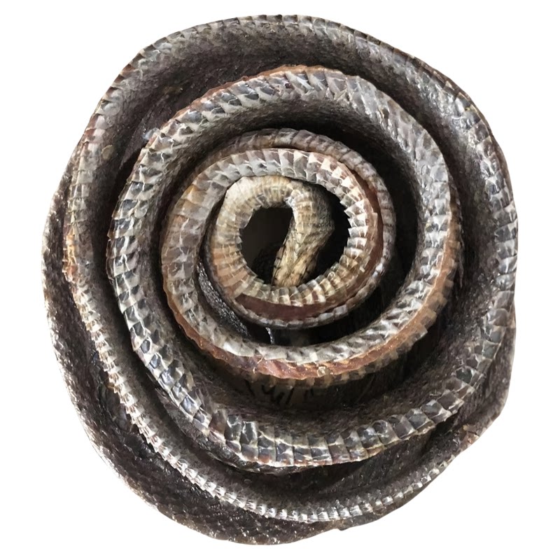 药材四川特级乌梢蛇正品乌梢蛇段