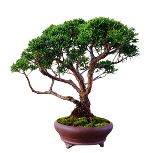 云栖园一物一拍日本济州真柏盆景植物室内阳台办公室盆栽茶台摆件