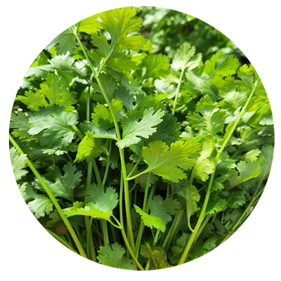 香菜种子四季香菜籽种易活耐热