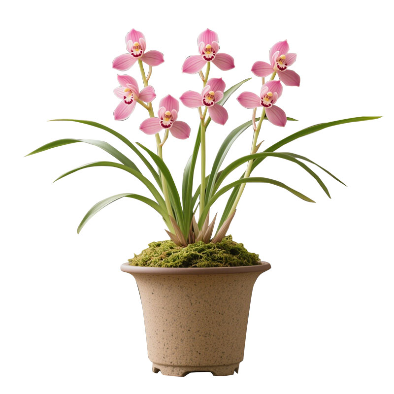 樱粉绮梦兰花苗建兰四季兰名贵盆栽花卉植物浓香型兰草国兰好养