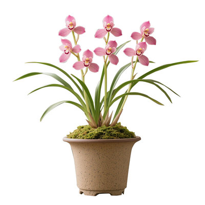 樱粉绮梦兰花苗建兰四季兰