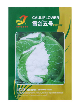 春秋两用不用遮盖紧花菜种子