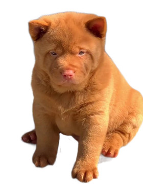 纯种双血统五红犬幼犬宠物狗狗活