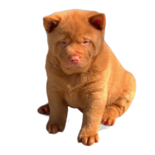 纯种五红犬幼犬双血统宠物狗狗活体小狗活物幼崽土猎犬中华田园犬
