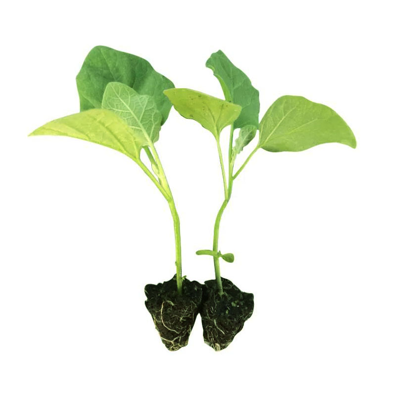 四季茄子苗黑紫红长茄圆茄蔬菜苗辣椒苗秧苗带土