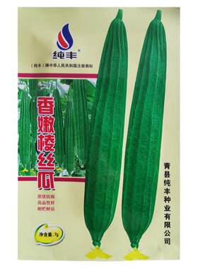 丝瓜种子香嫩棱丝瓜皮薄肉厚