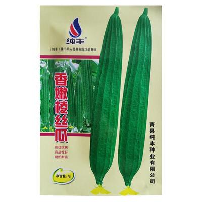 丝瓜种子香嫩棱丝瓜皮薄肉厚