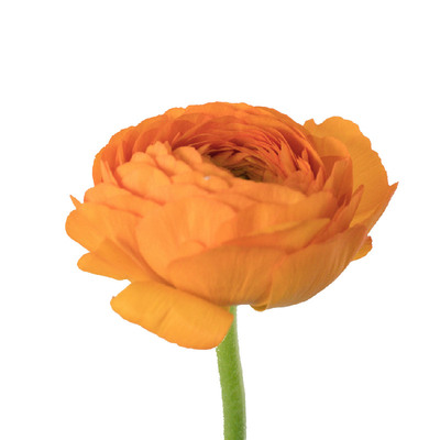 花气 |洋牡丹花毛茛秋冬小精灵多色精致草花家居鲜花瓶花搭配顺丰