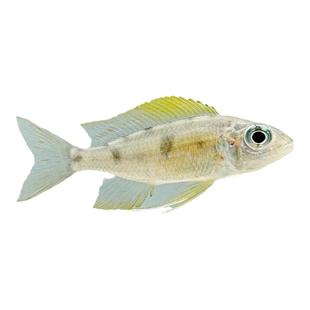 鱼官儿 特蓝斑马 银河星钻  台湾马鲷三湖慈鲷特兰斑马