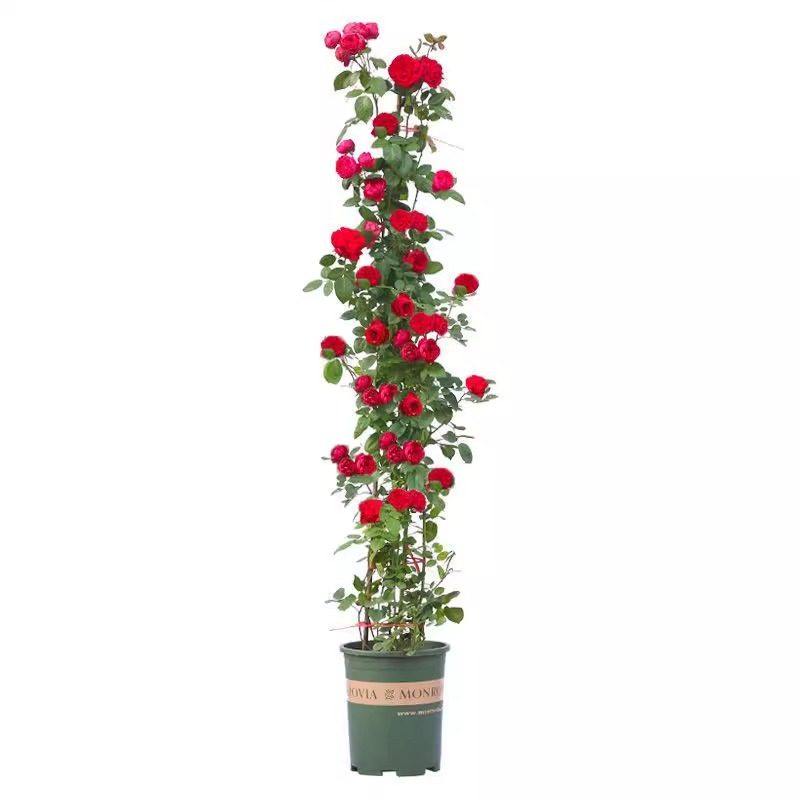 1米6蔷薇花苗藤本月季爬藤四季种植物盆栽花卉月季花阳台庭院无刺