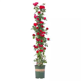 1米6四季爬藤蔷薇花苗月季藤本种植物盆栽花卉月季花阳台庭院小苗