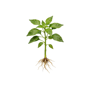 樟树港辣椒苗朝天椒苗小米椒秧苗高产四季阳台盆栽蔬菜苗带土壮苗