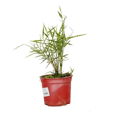 日本稀有虎斑竹姬翠竹小竹子盆栽