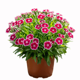 欧石竹花苗带花苞阳台庭院花园多年生花境植物美国绣球石竹大苗