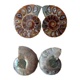 侏罗纪古生物海螺菊石化石切片开片矿物标本儿童科普礼物摆件9999