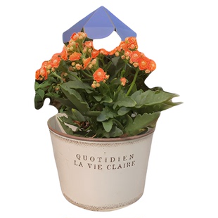 日系铁皮花盆铁艺墙上壁挂式铁桶花桶角堇草花挂盆斗篷盆大号铁盆